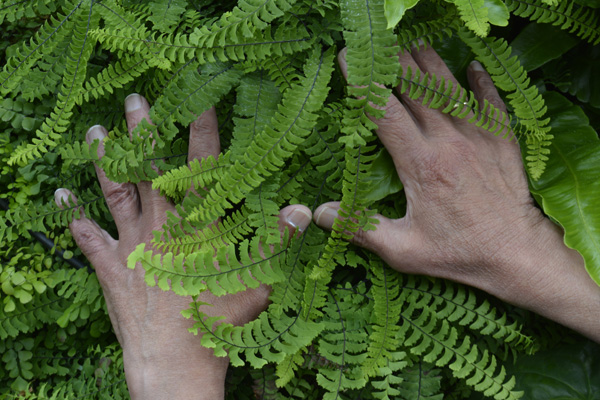 Cally Trench, Hands of Ahmed Farooqui with Adiantum Pedatum, 16th June 2019