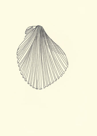 Drawing by Cally Trench