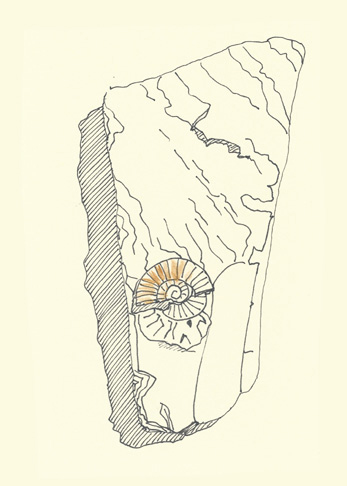 Drawing by Cally Trench