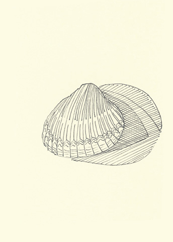 Drawing by Cally Trench