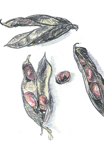 Drawing by Chris Mercier