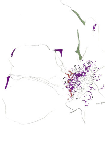 Drawing by Eva Theytaz