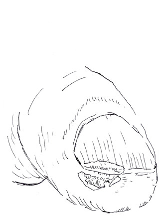 Drawing by Guy Tarrant