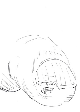 Drawing by Guy Tarrant