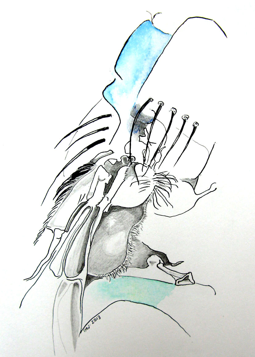 Drawing by Ingrid Jensen