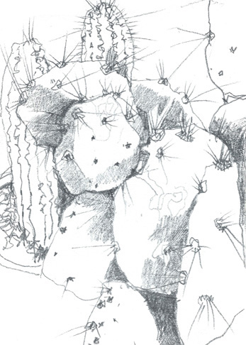 Drawing by Jean Davey Winter