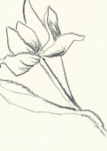 Drawing by Linda Francis