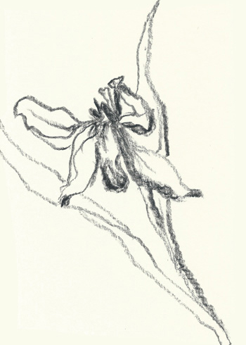 Drawing by Linda Francis