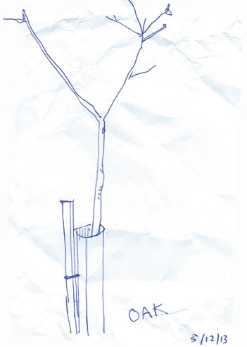 Drawing by Nick Bodimeade