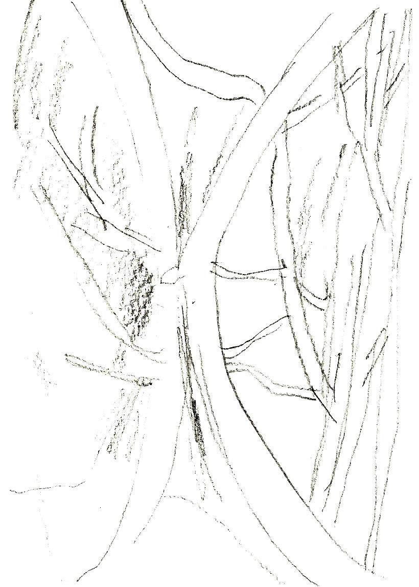 Drawing by Nick Trench