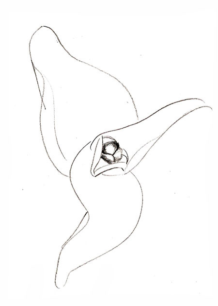 Drawing by Tineke Bruijnzeels