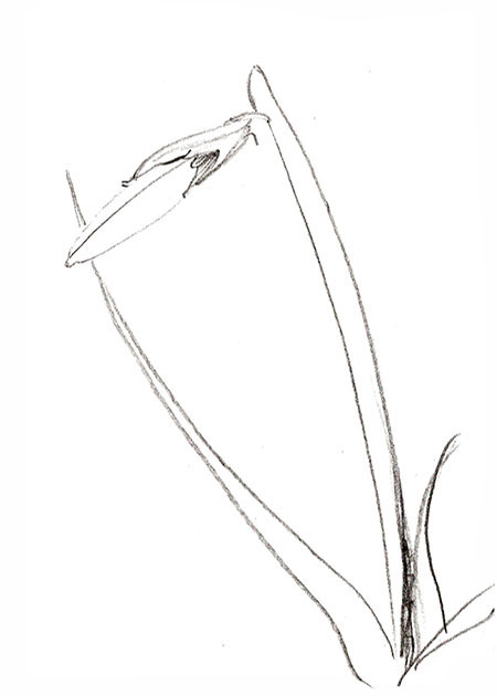 Drawing by Tineke Bruijnzeels