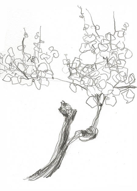 Drawing by Tineke Bruijnzeels