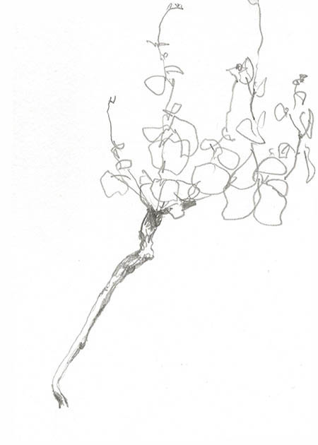 Drawing by Tineke Bruijnzeels