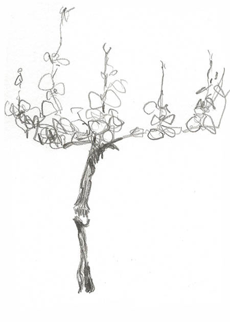 Drawing by Tineke Bruijnzeels