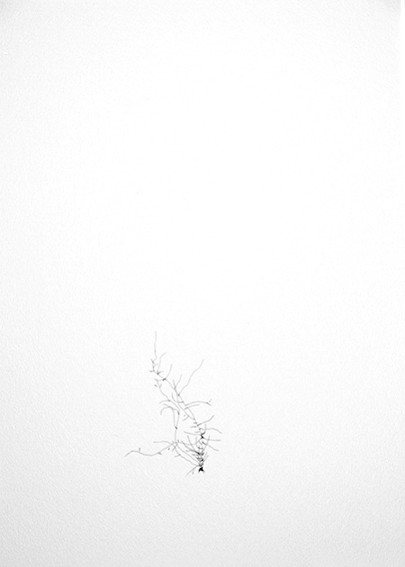 Drawing by Tineke Bruijnzeels