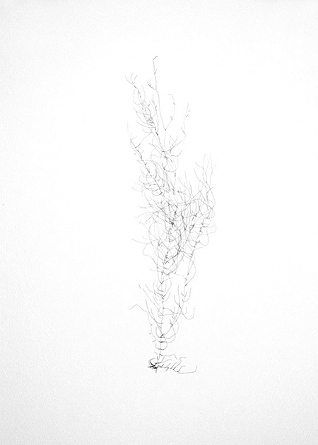 Drawing by Tineke Bruijnzeels