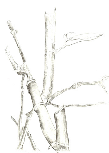 Drawing by Val&eacute;rie Mary