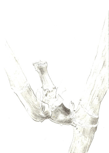 Drawing by Val&eacute;rie Mary